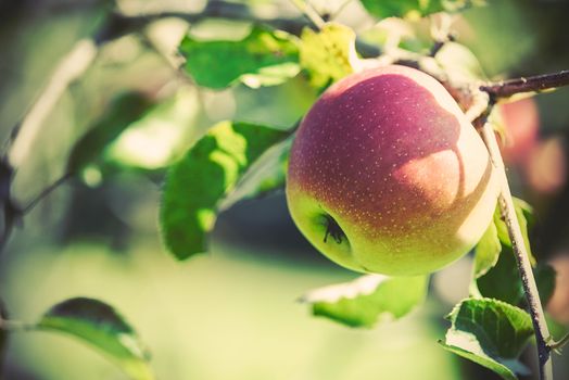 Ripe apple on a tree in close up (vintage effect)