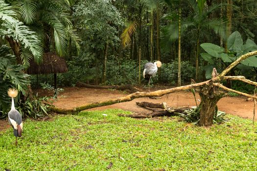 Toucan on the branch in tropical forest of Brazil