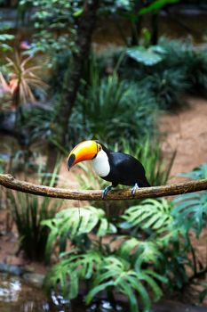 Toucan on the branch in tropical forest of Brazil