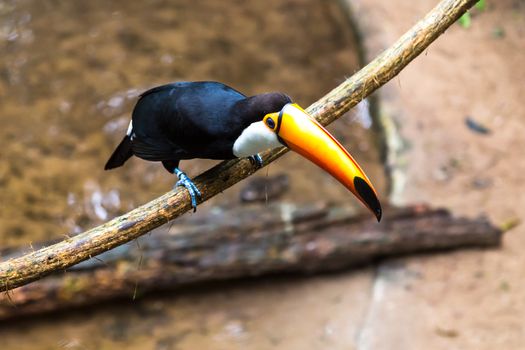 Toucan on the branch in tropical forest of Brazil