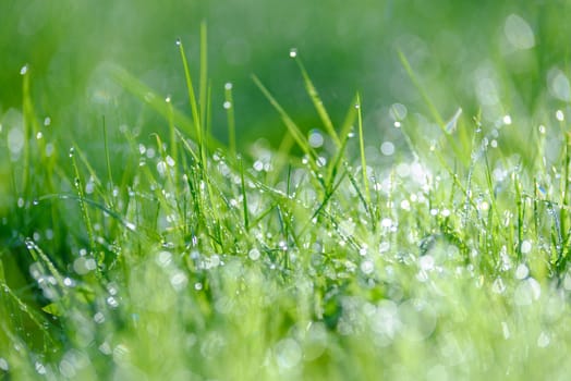 Eco Nature Background with drops of dew on a fresh green grass with beautiful bokeh effect