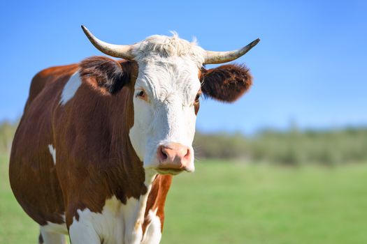 Happy and free single dairy cow on a green meadow in a sunny day.