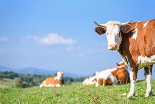 Lucky and free cows grazing on a green meadow on a sunny day on a background of idyllic mountain landscape.