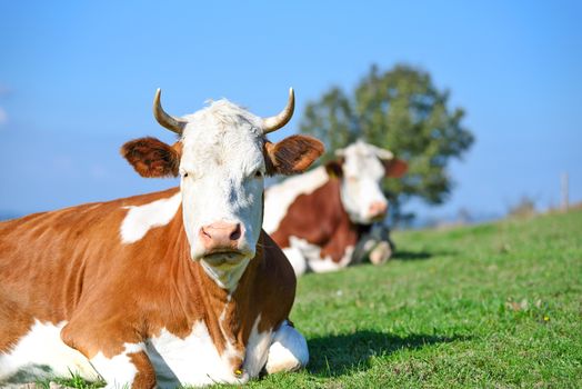 Free and happy cows are resting and lying on a green mountain pasture in sunny day.