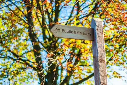 Wooden footpath sign with golden coloured beech tree behind UK