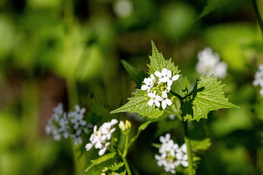 Macro closeup of medicative herb blossom Garlic mustard (Alliaria petiolata)