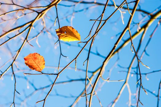 Golden autumn leaves on the branches of a tree UK