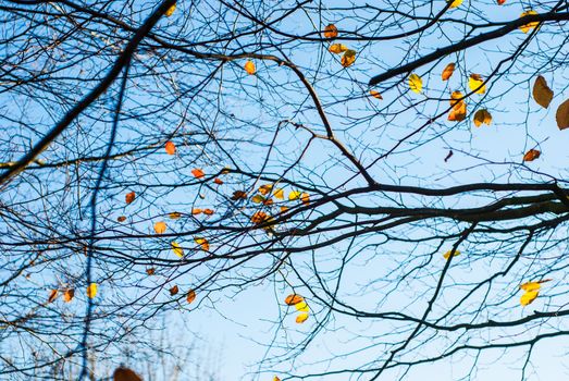 Golden autumn leaves on the branches of a tree UK