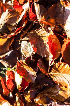 Dry autumn beech leaves lying on the ground in the forest lit by sunlight. Autumn, nature and aging concepts