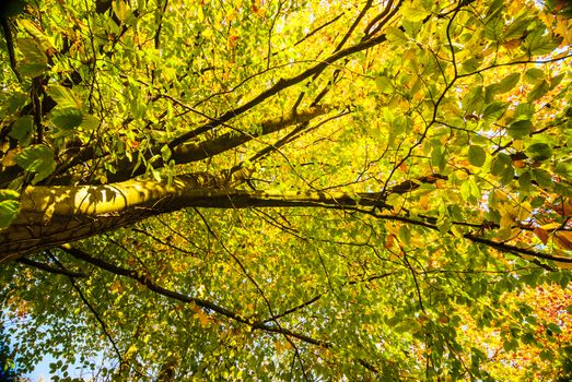 colorful leaves of beech trees in forest during early autumn UK