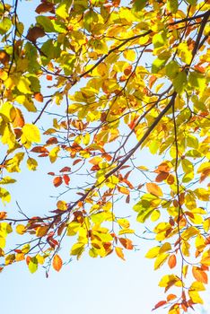 colorful leaves of beech trees in forest during early autumn UK