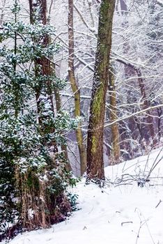 pine wood and winter, snow in The Lake District