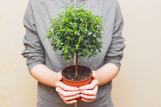 Hands holding green tree in pot