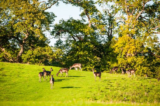 group of Black fallow deer in Levens Park Cumbria