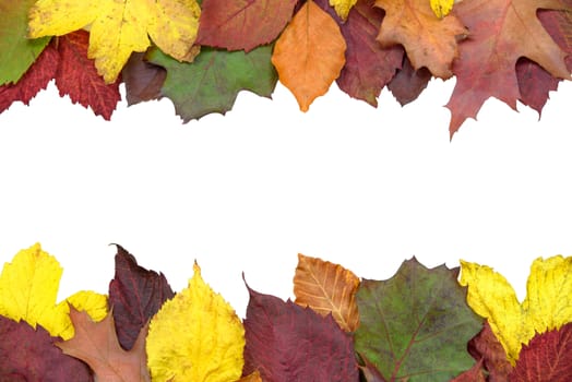 Autumn background concept - multicolored colored leaves isolated on w white background with copy place.