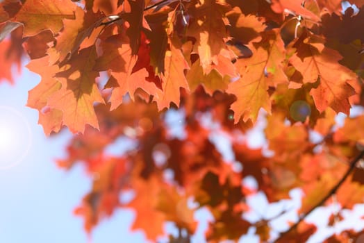 Red oak leaves against the blue sky and sunlight with bokeh effect.