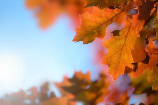 Red oak leaves against the blue sky and sunlight.