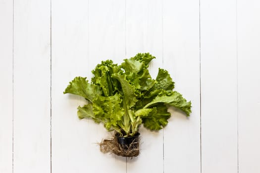 Lettuce with root and soil on white rustic background.