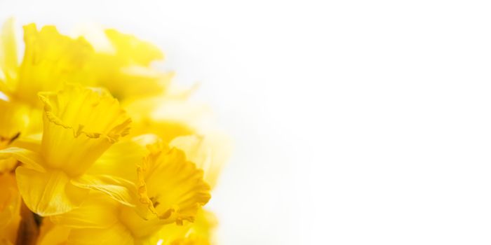 Bouquet of Narcissus or daffodils. Bright yellow flowers on white background. Banner with copy space.