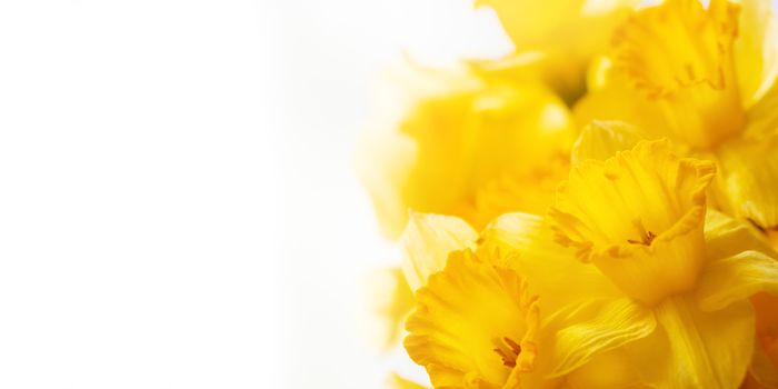 Bouquet of Narcissus or daffodils. Bright yellow flowers on white background. Banner with copy space.