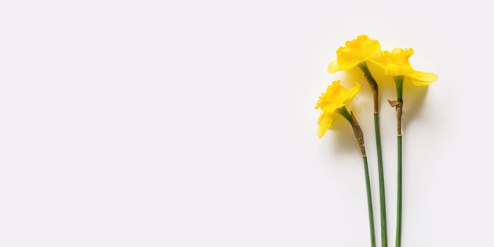 Bouquet of three Narcissus or daffodils. Bright yellow flowers on white background. Banner with copy space.