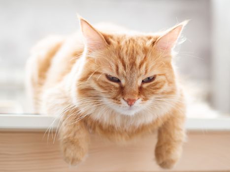 Close up portrait of cute ginger cat. Fluffy pet is staring in camera. Domestic kitty sitting on table.