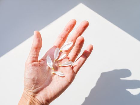 Top view on woman hand with six white chamomile petals. Sunlight and shadows. Symbol of fragility and light.