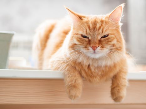 Close up portrait of cute ginger cat. Fluffy pet is staring in camera. Domestic kitty sitting on table.