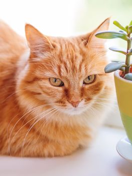 Cute ginger cat is lying on window sill near flower pots with Crassula plant. Fluffy pet is staring curiously. Cozy home with succulent plants.