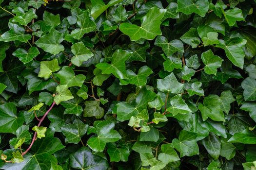 Natural wall from green ivy leaves as texture background in close-up