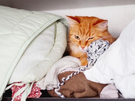 Cute ginger cat sleeps on a pile of clothes. Fluffy pet is dozing on shelf in wardrobe.