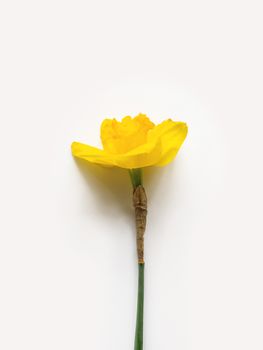 Single Narcissus or daffodils. One bright yellow flowers on white background. Top view, flat lay.