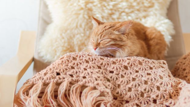 Cute ginger cat sleeping on pile of clothes. Fluffy pet mimics the color of textile.