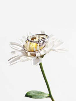 Pair of wedding and engagement rings with diamond on chamomile. Symbol of love and marriage on white flower.