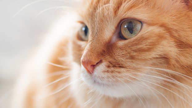 Close up profile portrait of cute ginger cat. Fluffy pet is staring in other side.