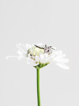 Pair of wedding and engagement rings with diamond on chamomile. Symbol of love and marriage on white flower.