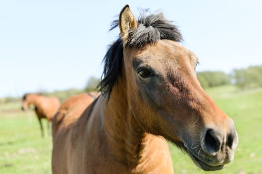 Close-up photo of a beautiful brown horse standing on a green meadow.