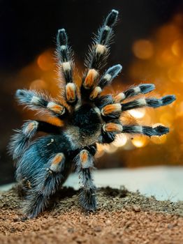 Tarantula spider. Dangerous insect in a special terrarium.