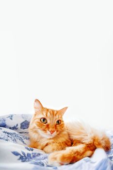 Cute ginger cat with funny expression on face lies on bed. Fluffy pet settled to sleep or to play. Cute cozy background, morning bedtime at home. Fish eye lens effect. Place for text.