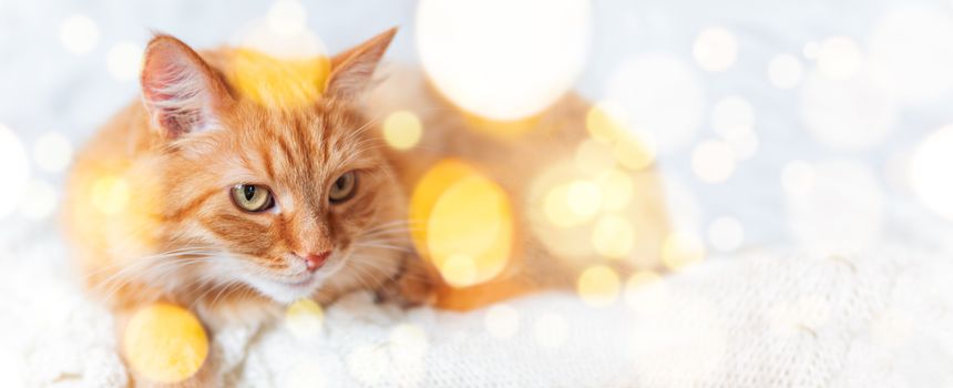 Banner with cute ginger cat on knitted sweater. Curious fluffy pet with warm beige clothes. Light bulbs bokeh. Cozy home.