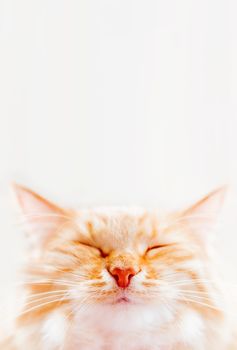 Cute ginger cat is dozing. Close up photo of fluffy pet face. Domestic animal is squinting with pleasure. Macro photo of cat's eye and nose.