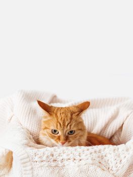 Cute ginger cat in box with knitted sweaters. Curious fluffy pet with warm beige clothes. Cozy home.