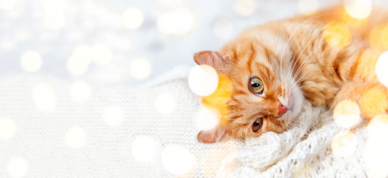 Banner with cute ginger cat on knitted sweater. Curious fluffy pet with warm beige clothes. Light bulbs bokeh. Cozy home.