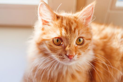 Cute ginger cat looking curiously. Close up portrait of fluffy pet. Cozy morning at home.