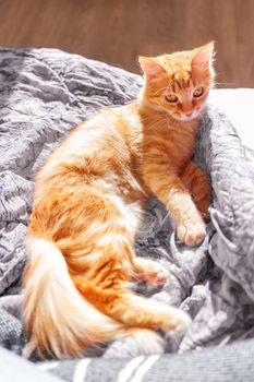 Cute ginger cat lying in bed. Fluffy pet with curious funny expression on face.