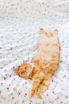 Cute ginger cat lying in bed under a blanket. Fluffy pet comfortably settled to sleep. Cozy home background with funny pet.