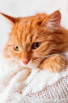 Close up shot of ginger cat on white knitted sweater with pattern. Cute fluffy pet going to sleep.