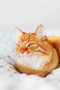 Cute ginger cat lying in bed. Fluffy pet looks curiously. Cozy home background.