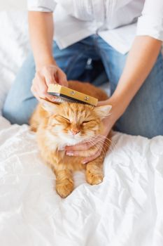 Woman combs a dozing ginger cat's fur. The fluffy pet comfortably settled to sleep. Cute cozy background, morning bedtime at home.