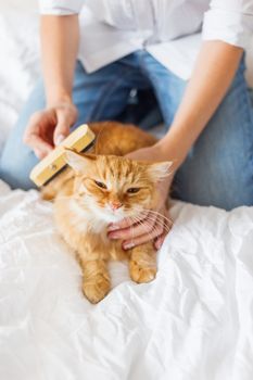 Woman combs a dozing ginger cat's fur. The fluffy pet comfortably settled to sleep. Cute cozy background, morning bedtime at home.